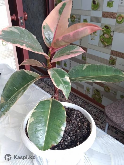 Фикус Тинеке продам