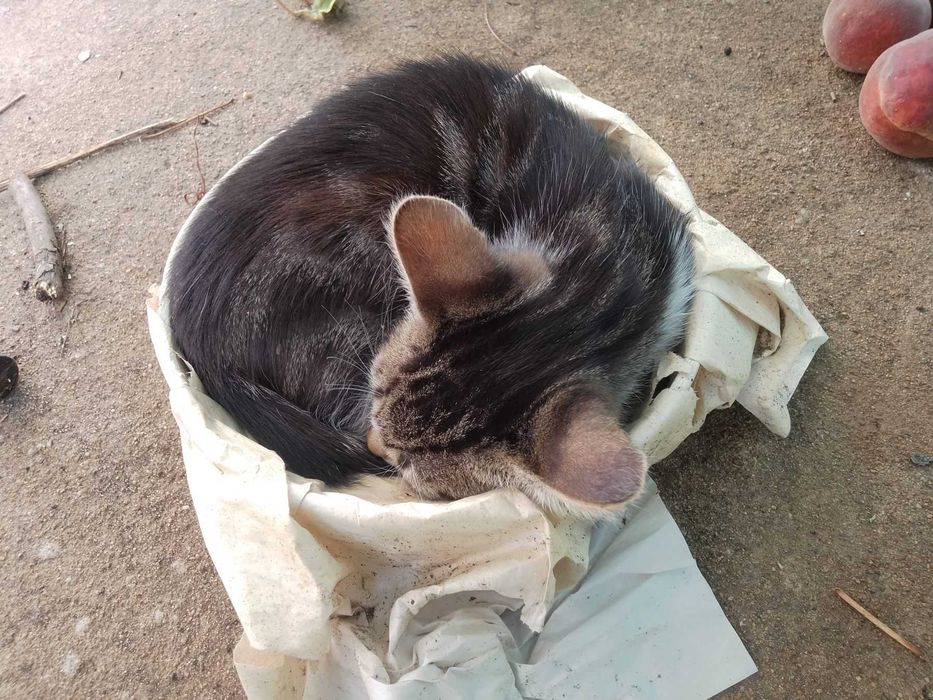 Подарявам котенца