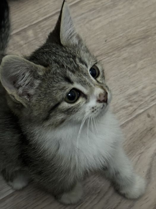 Котёнки в добрые руки