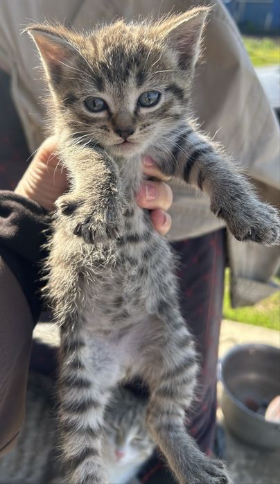 Отдам котят 1 мес косшы