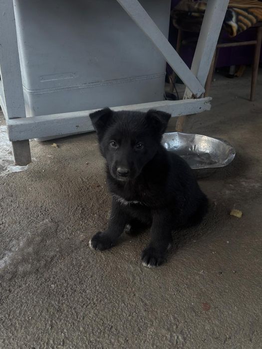 Щенки немецкой овчарки