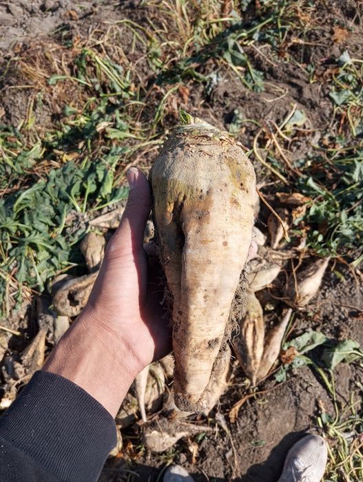 Qand lavlagi va qizil lavlagi