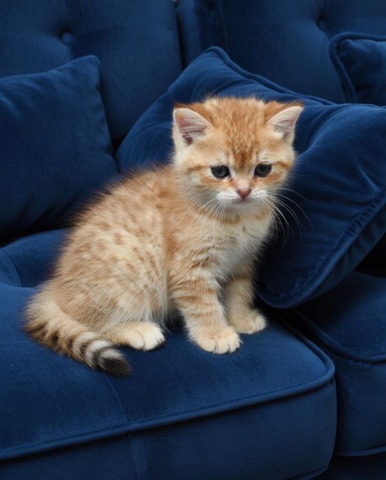 Котик  британский зоЛото.