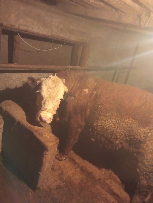 Продаю быка на откорме