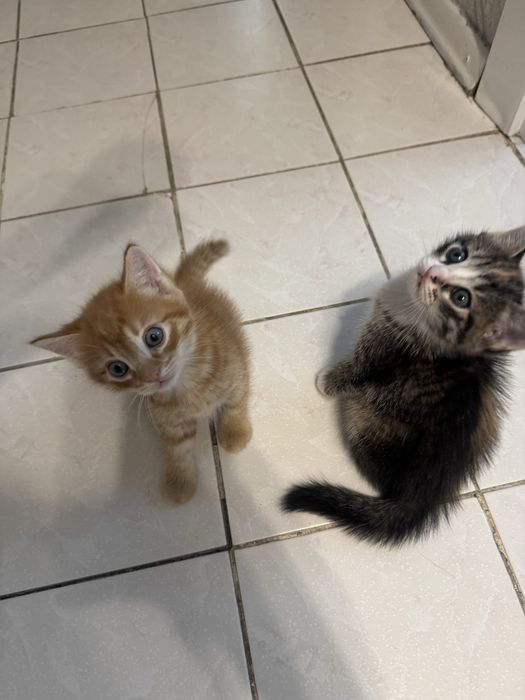 Отдам котят в хорошие руки