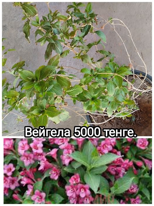 Продам цветы садовые