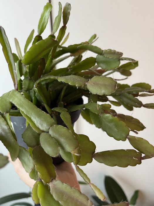 Кактус Рипсалис