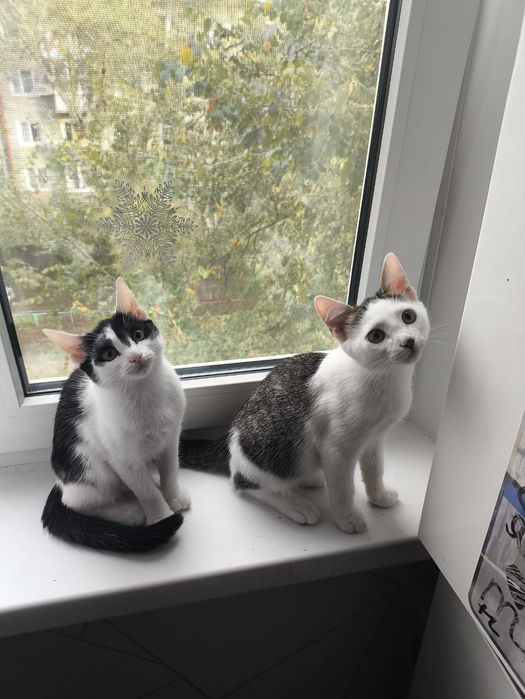 Ищем для котят любящую семью!