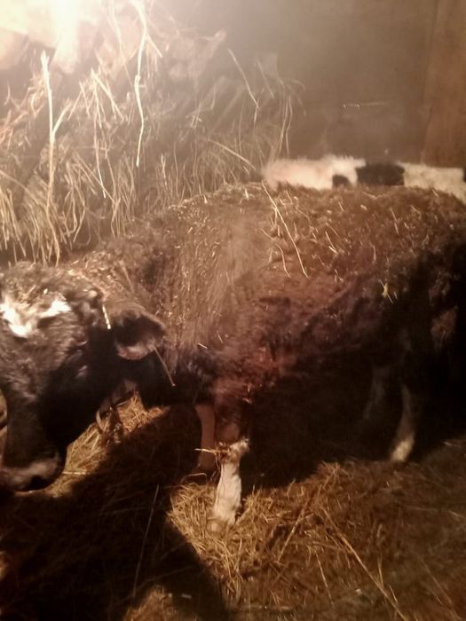 Продам 2 телки,1 бык