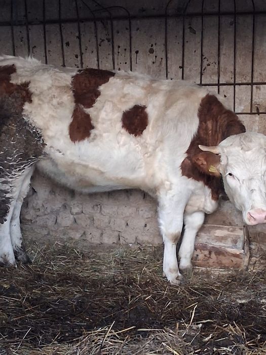 De vănzare   foarte cuminte bun de lapte prima fătare 2 luni montat