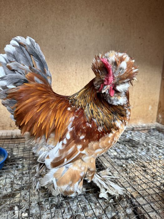 оплодени яйца за люпене порода шабо и струмски бантам