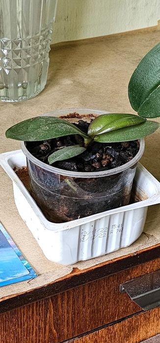 Продам орхидею . 2 горшка.