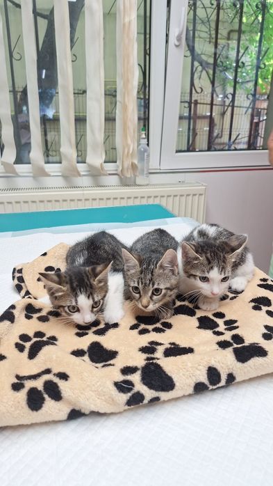 Adopție pui pisoi două luni