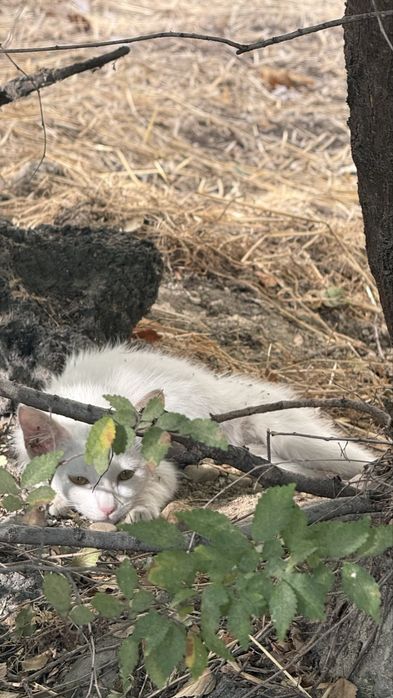 Котенок белый отдам