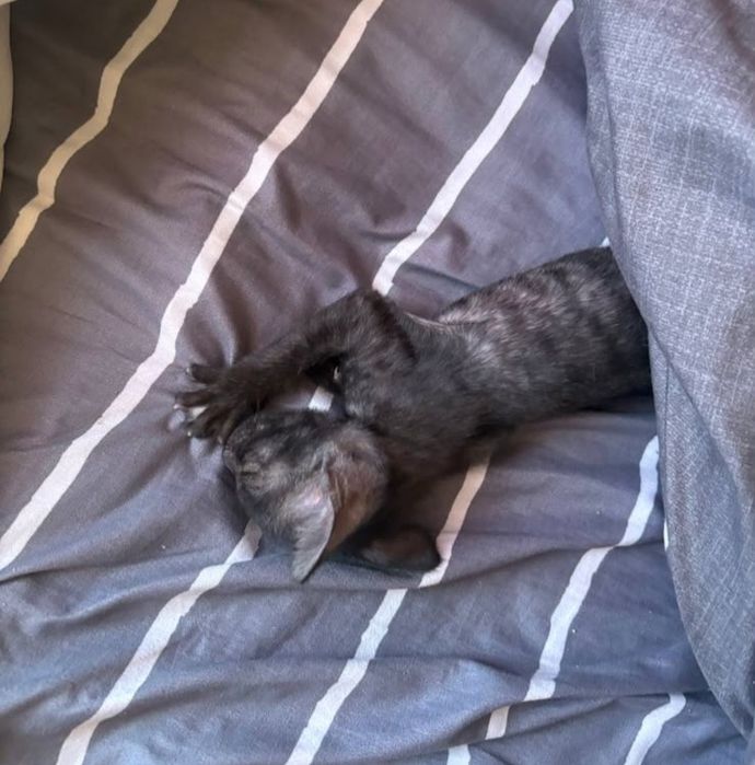 Котенок полусфинкс