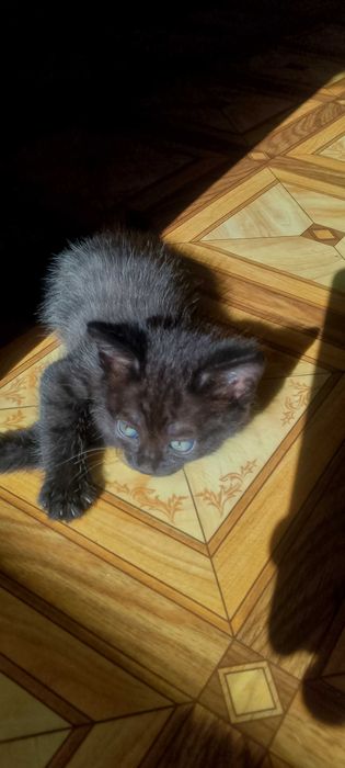 Котята.Родились 30 июня.