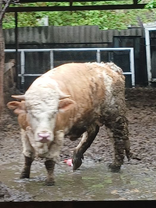 Бычки породы "Симментал"