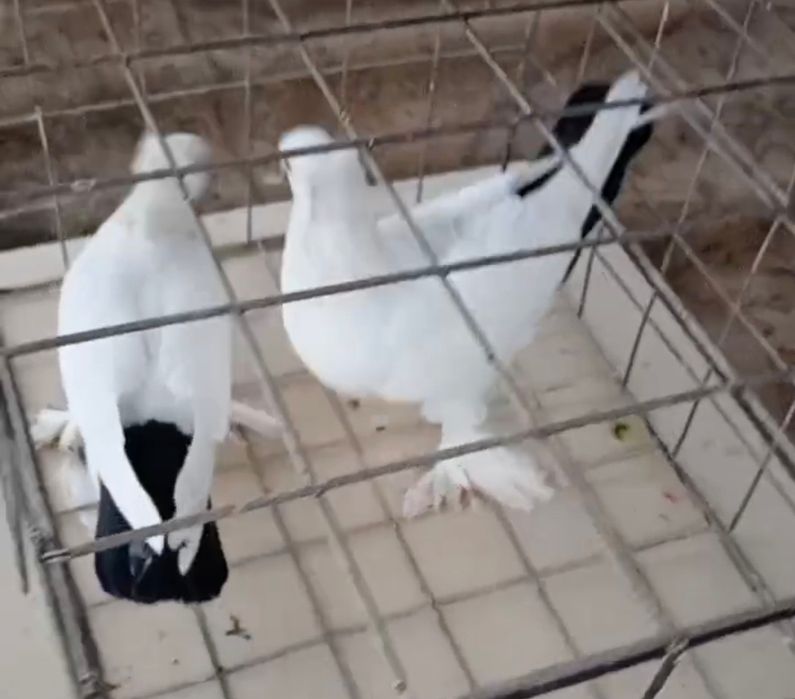 Продается голуби