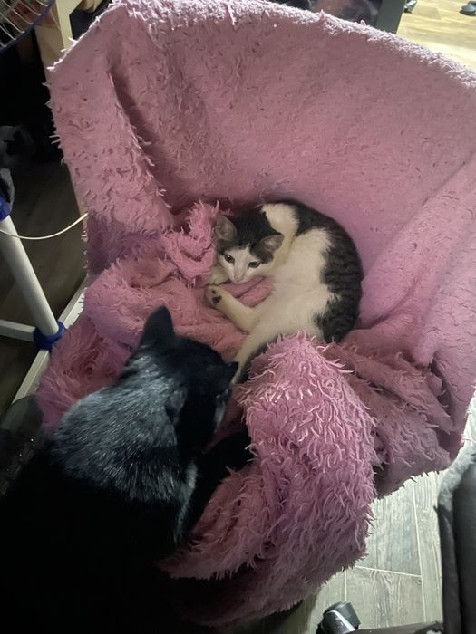 СРОЧНО-Котенок мальчик