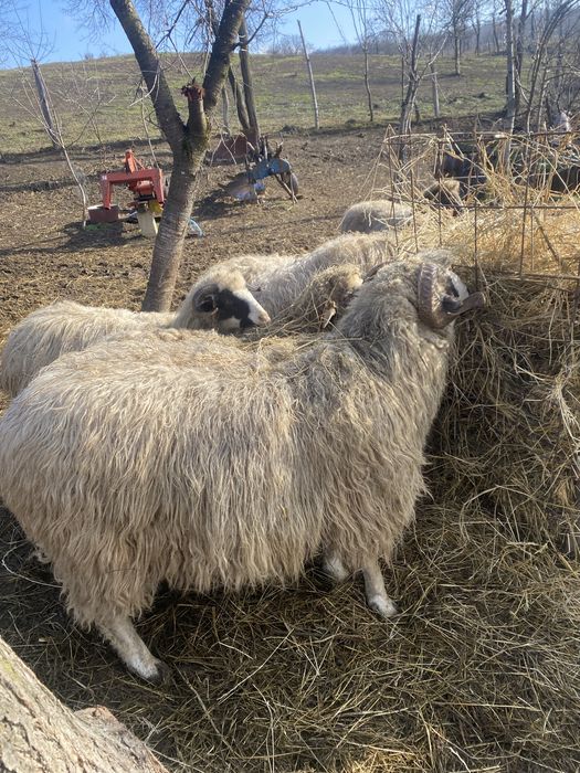 Berbeci breezi 2 ani