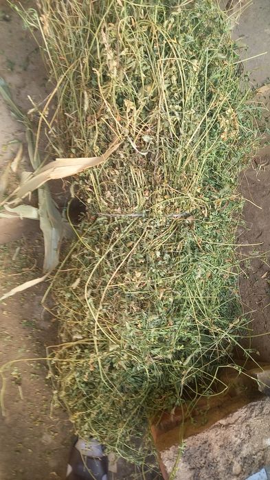 4chi urim beda makka 1 oy buldi