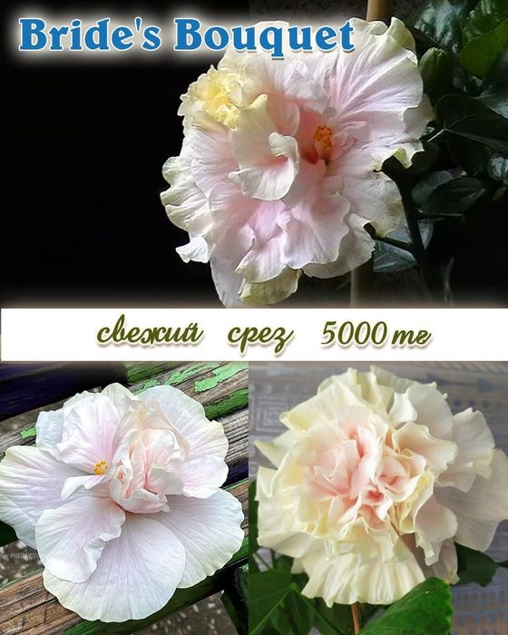 Продам сортовые гибискусы