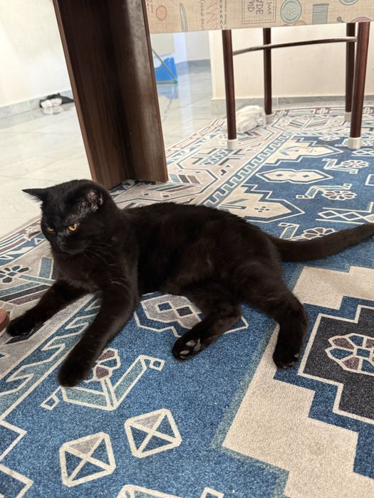 Черный кот . Умная кошка