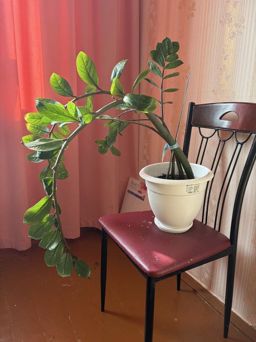 Продам комнатные цветы