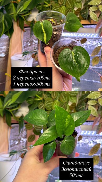 Суккуленты. Комнатные растения