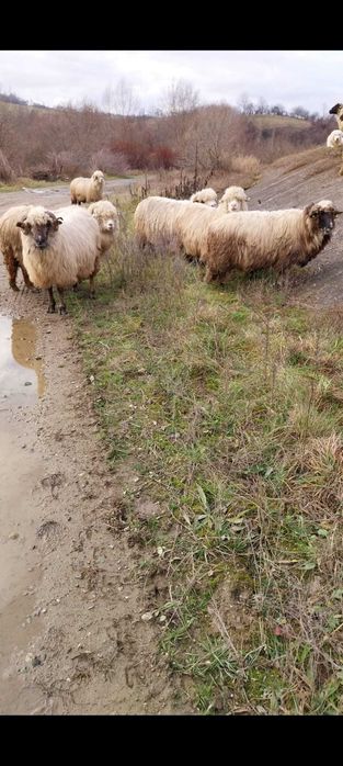 Vand sau schimb pe juninci baltate!