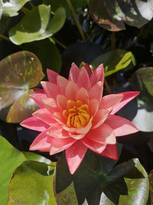 Кувшинка, водная лилия (нимфеи сортовые)