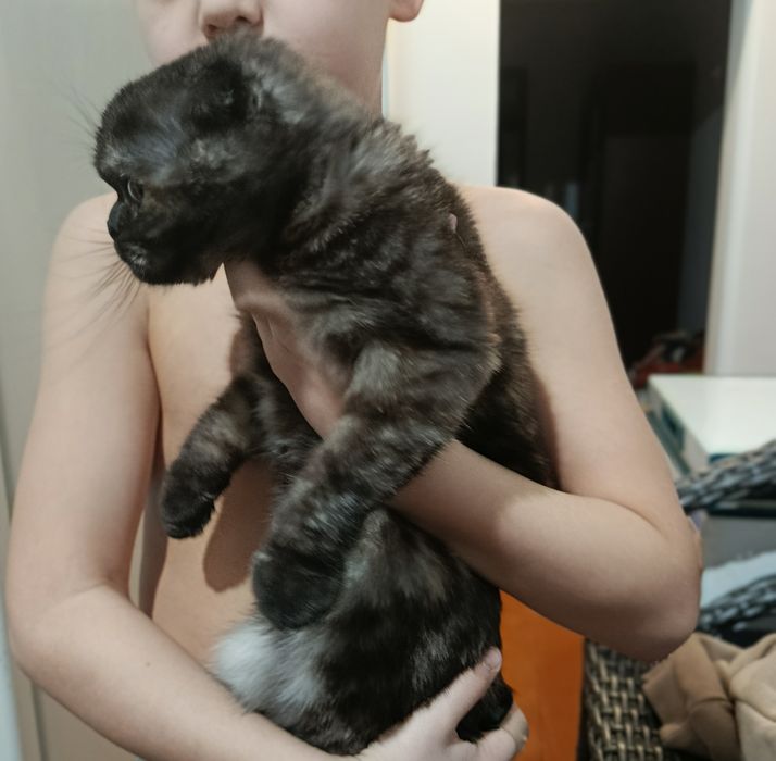 Mushuk koshka кошки кошка девочка