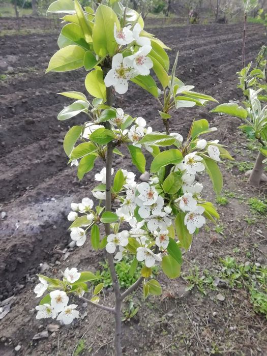 КУЧАТЛАР Хамма турдаги мевали кучатларимиз бор сортига кафолат берилад