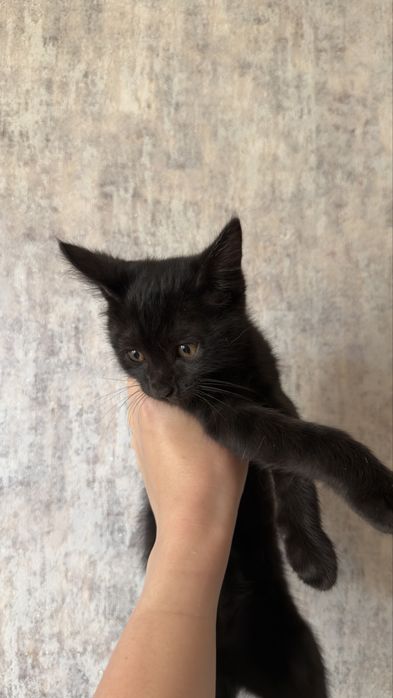Отдам котенка в добрые руки!