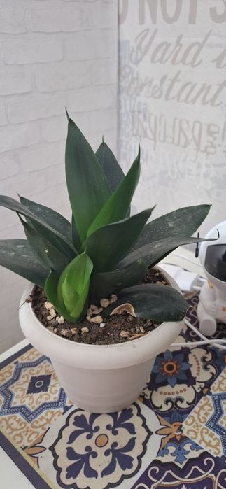 Продам комнатные цветы