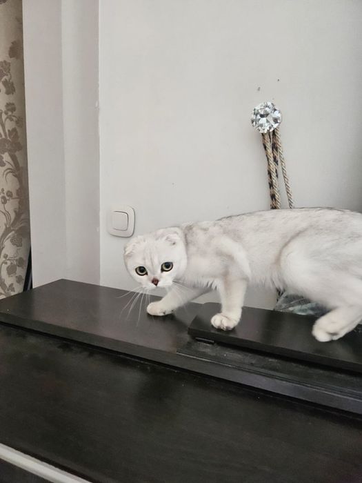 Кошка Шотландская вислоухая