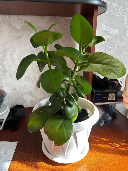 Цветы домашние продам