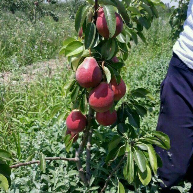 Barcha kuchatlar mavjud kelishilgan narxlarda