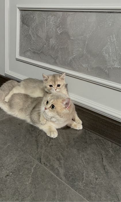 Кот на вязку ay 11