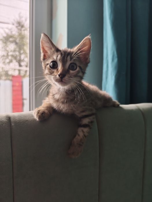 Отдам котенка в хорошие руки