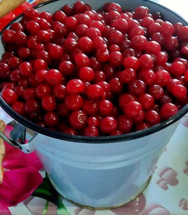 Вишня(шие) свежий