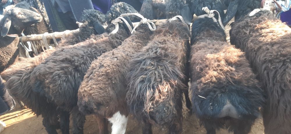 Hisori quzilar sotiladi  2mlndan bowlanadi 3mlngacha bor