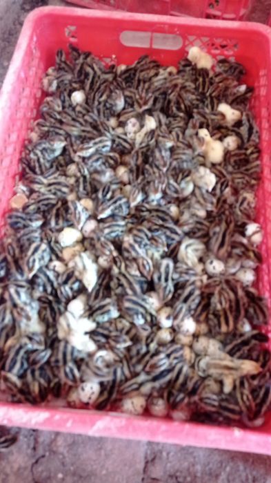 Бир кунлик бедана жужалари заказга чикариб берамиз У́збекистон буйлаб