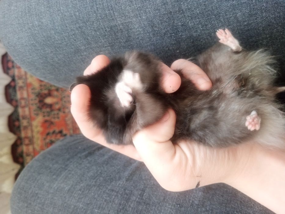 продам сирийскрго  хомяка.