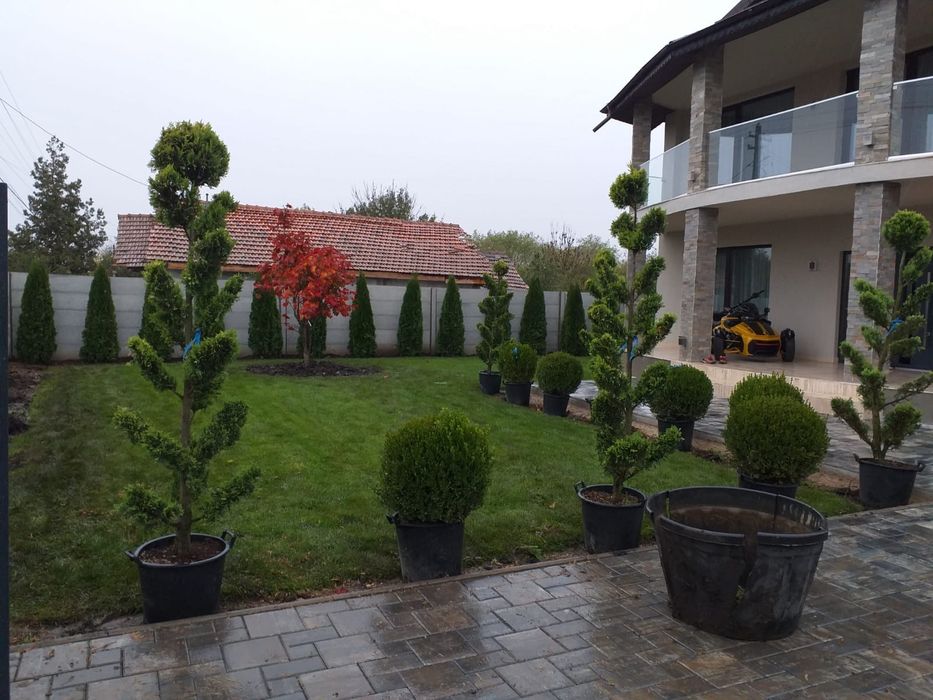 Tuia spiralat pon pon