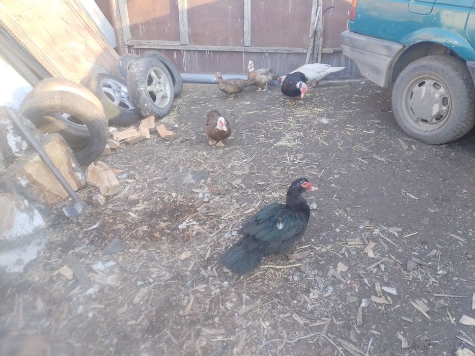 Продам индоуток на племя