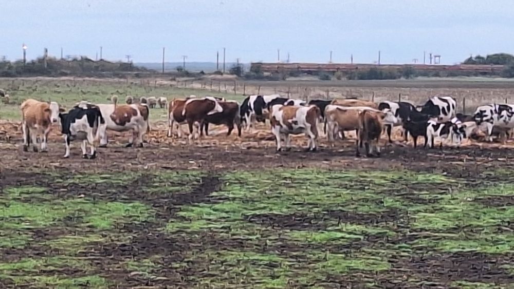 Vand vaci fatate si gestante