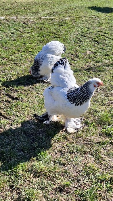 Puicute Brahma Herminat Deschis