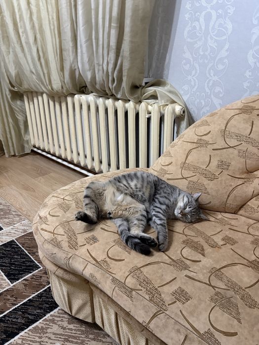 Отдам кота в хорошие руки