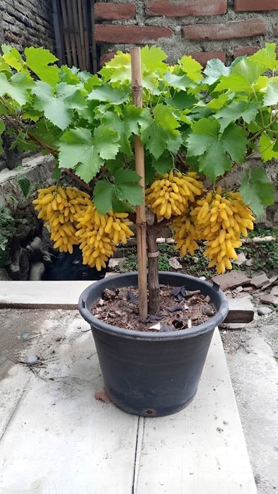 Lamborghini vita de vie anul 3 la ghiveci